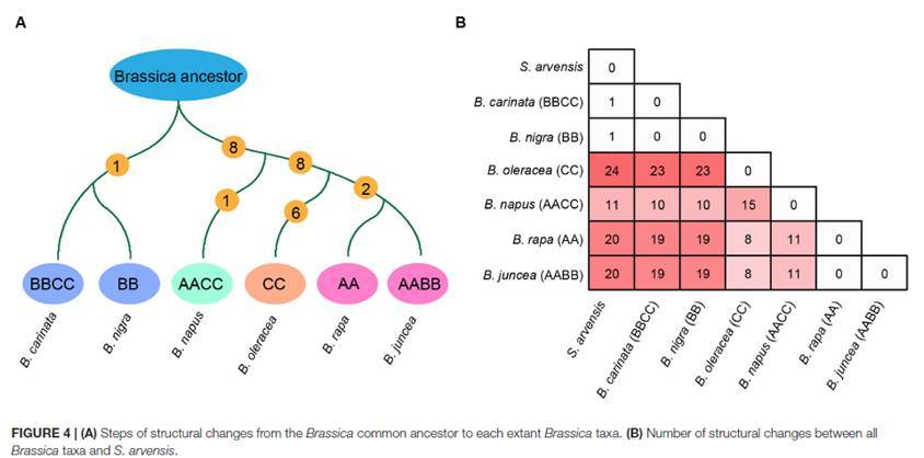永盈彩票在十字花科芸薹属物种演化研究方面取得新进展