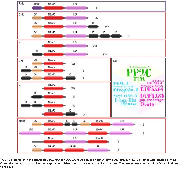 永盈彩票在薯蓣属抗病基因演化研究方面取得新进展