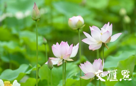 【新华日报&middot;交汇点】卷舒开合任天真，南京这个园里藏着400多种荷花等你来品