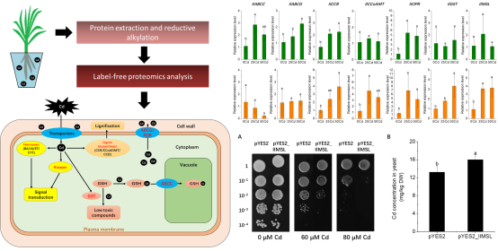 永盈彩票在鸢尾属植物马蔺响应重金属镉胁迫机制研究方面取得重要进展