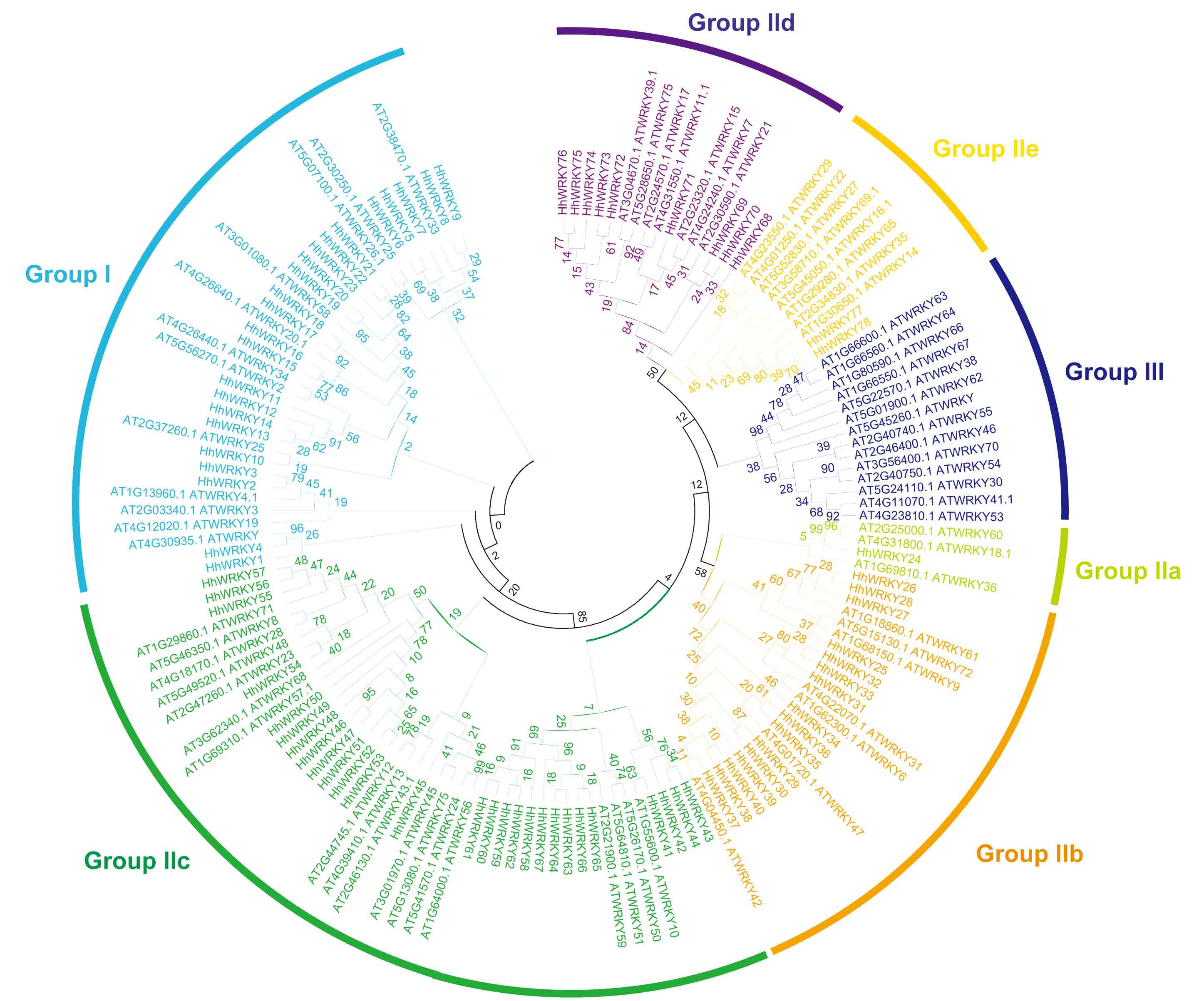 永盈彩票在海滨木槿WRKY基因家族的鉴定与功能分析方面取得阶段性进展