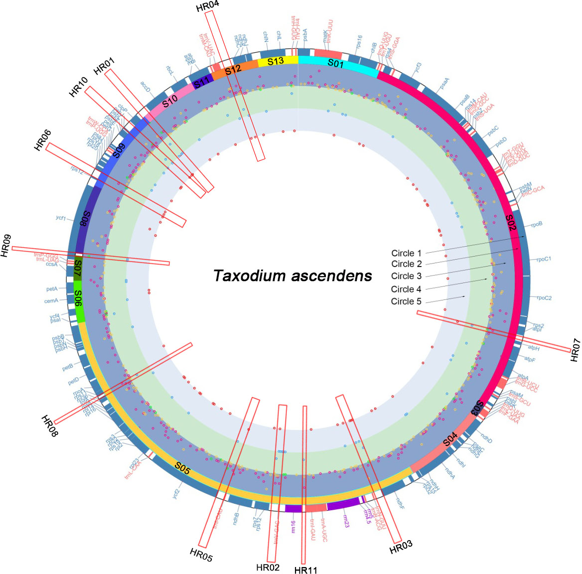 永盈彩票在落羽杉属叶绿体比较基因组学研究方面取得阶段性进展
