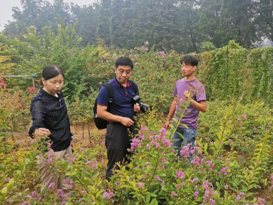 '紫铜'、'粉金'、'金玫'等三个紫薇新品种通过国家林草局组织的现场审定