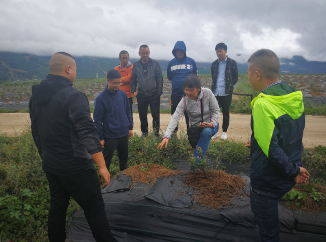 我所蓝莓专家赴深度贫困县，助力当地蓝莓产业脱贫攻坚