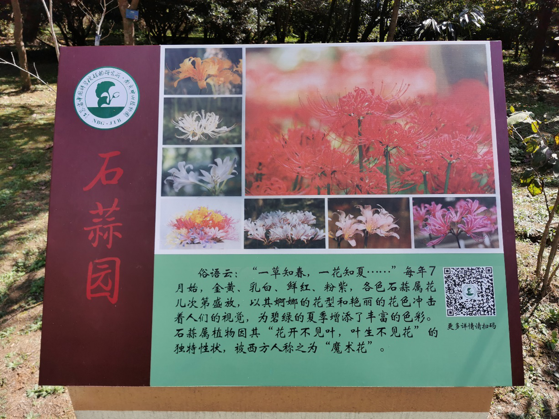 永盈彩票获批国家石蒜属植物种质资源库