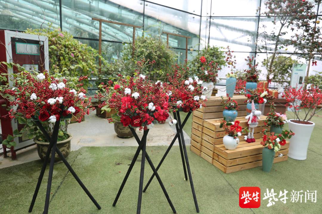【扬子晚报】红彤彤的果实为冬天增添亮色，永盈彩票冬青展开展