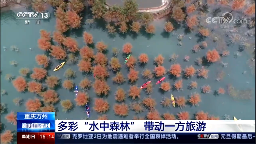 中山杉在三峡库区消落带生态治理成果再获央视新闻频道报道