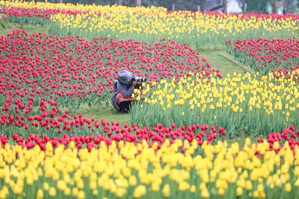 永盈彩票第24届欧洲花卉展开幕