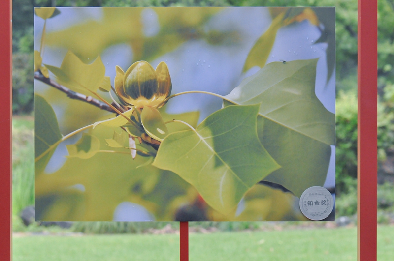 永盈彩票参展作品获2021上海（国际）花展多个奖项