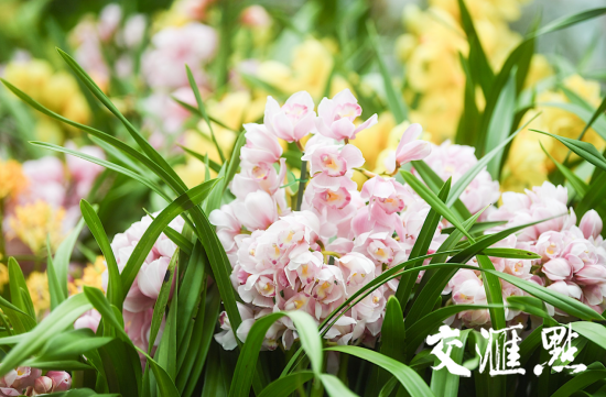 永盈彩票举办&ldquo;洋兰展&rdquo;