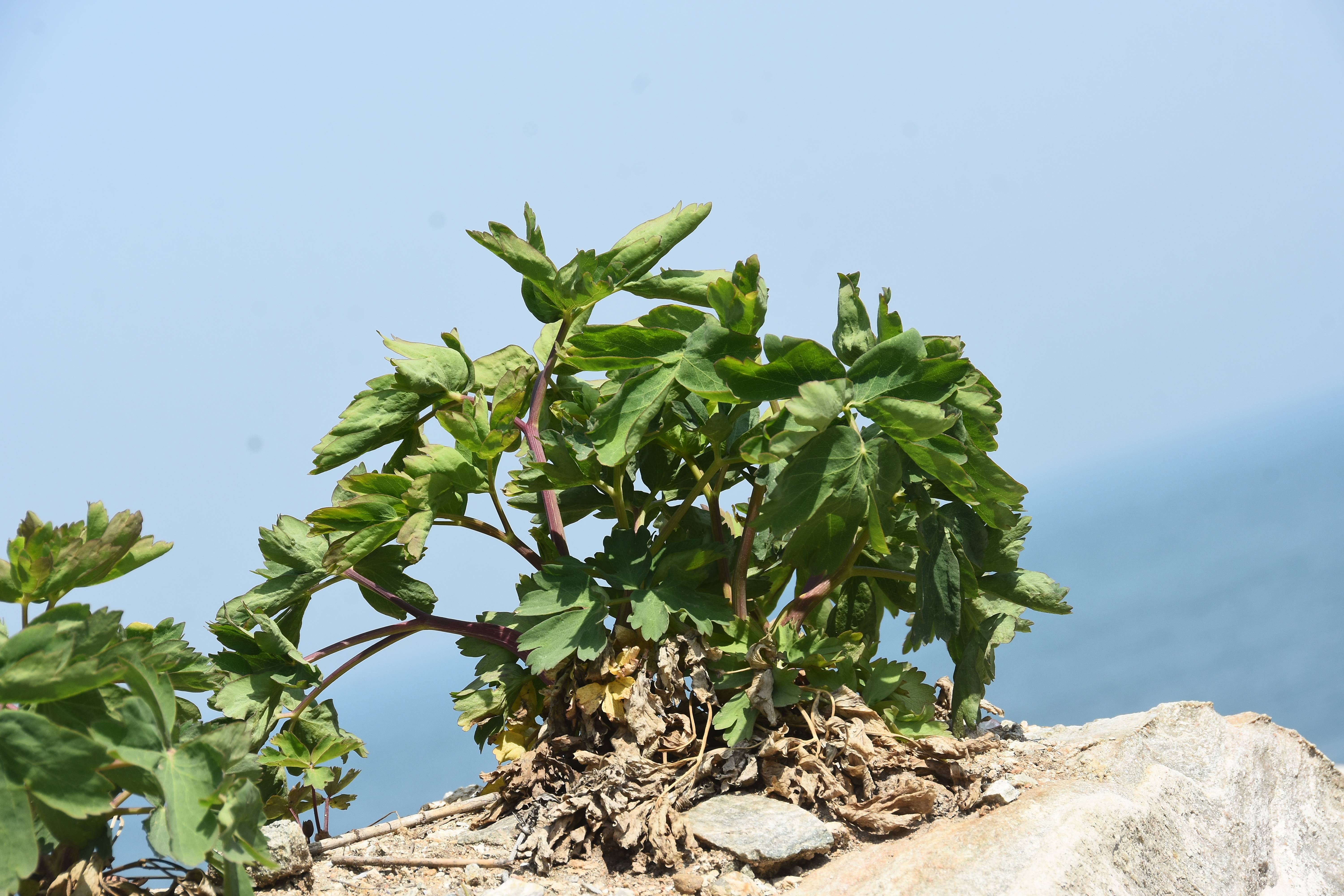 三十年后的相逢&mdash;&mdash;滨海前胡重现江苏