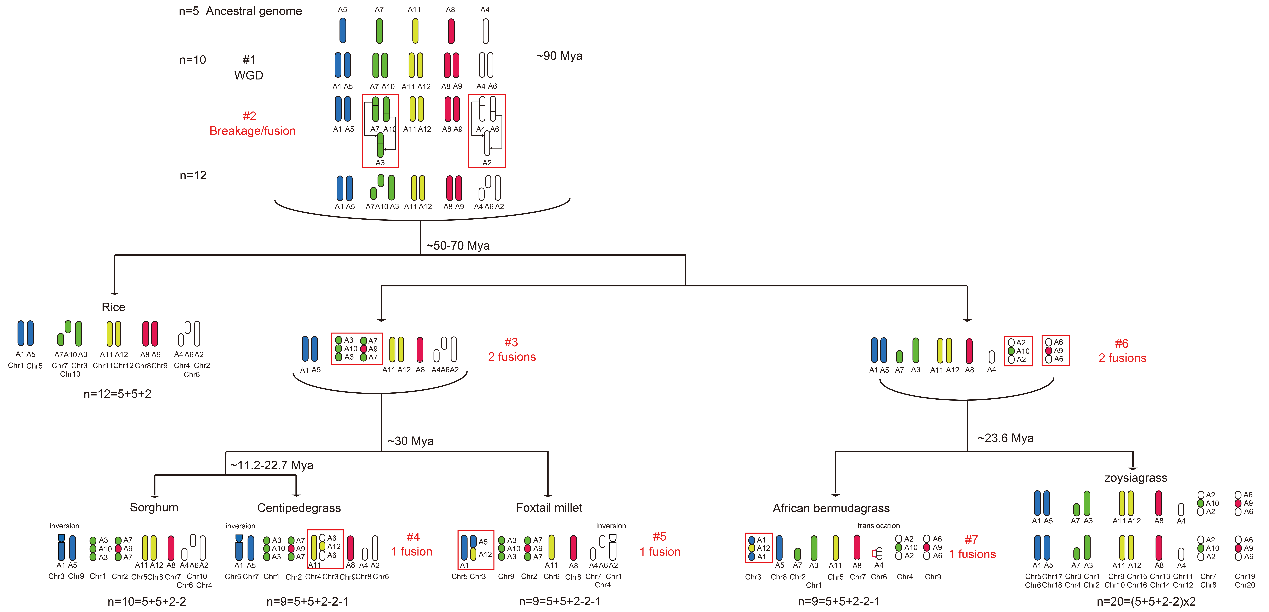 永盈彩票首次报道了起源于中国最好的草坪草-假俭草的核基因组信息