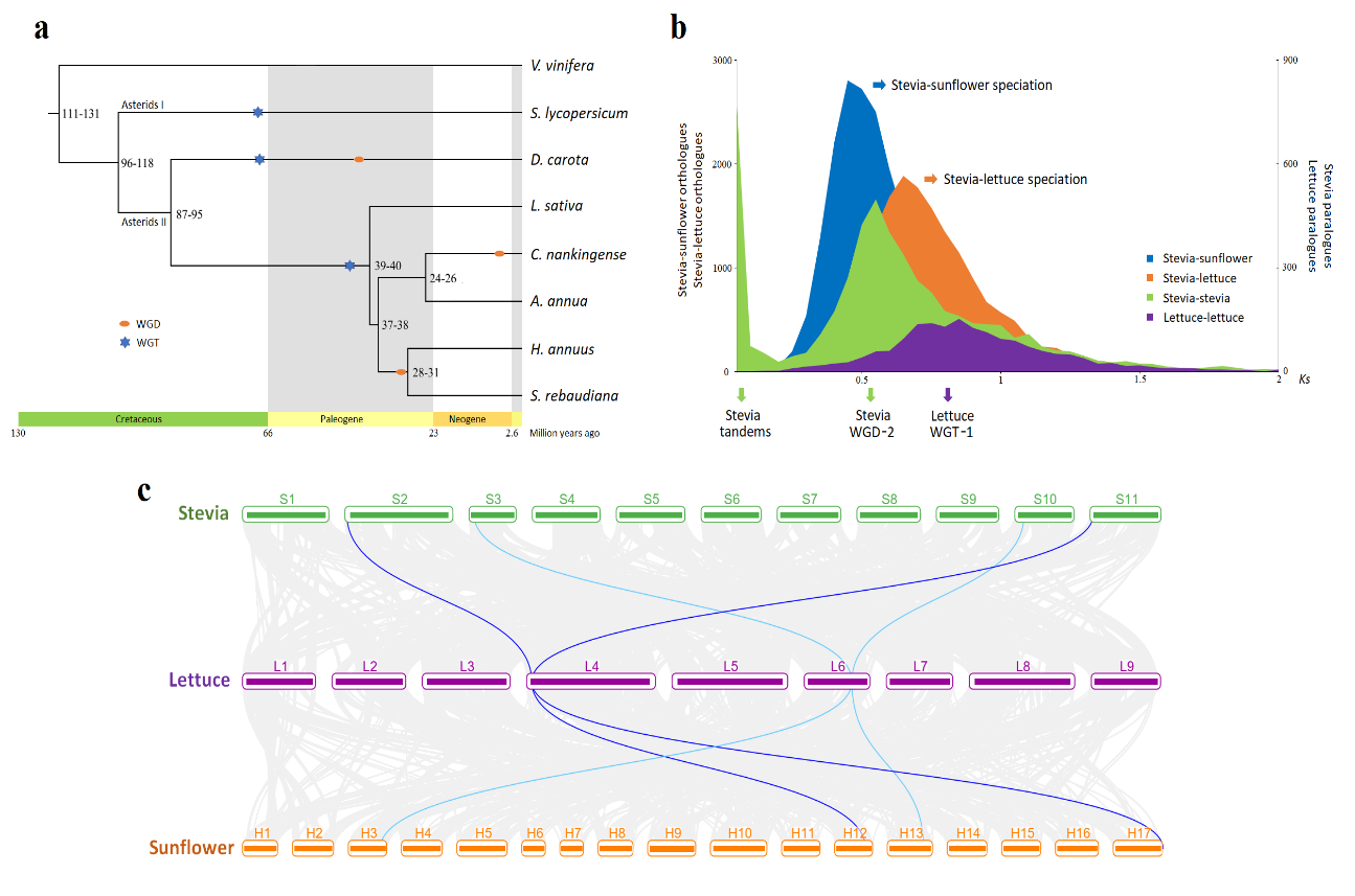 永盈彩票首次报道了甜菊高质量基因组信息