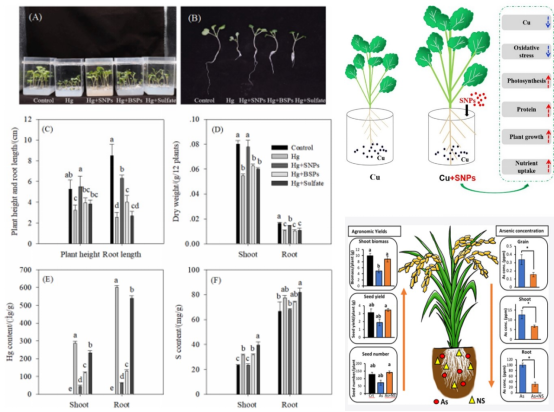 永盈彩票在揭示纳米硫阻控植物积累重金属作用方面取得重要进展