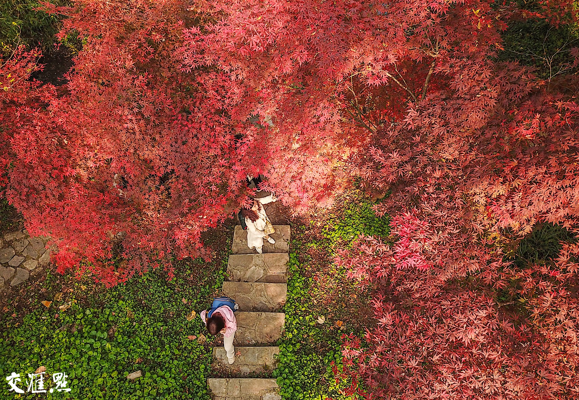 走，紫金山里追&ldquo;枫&rdquo;去