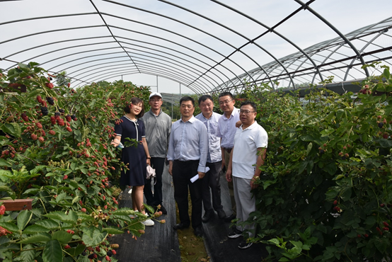 我所8个黑莓蓝莓新品种获国家林草局植物新品种权