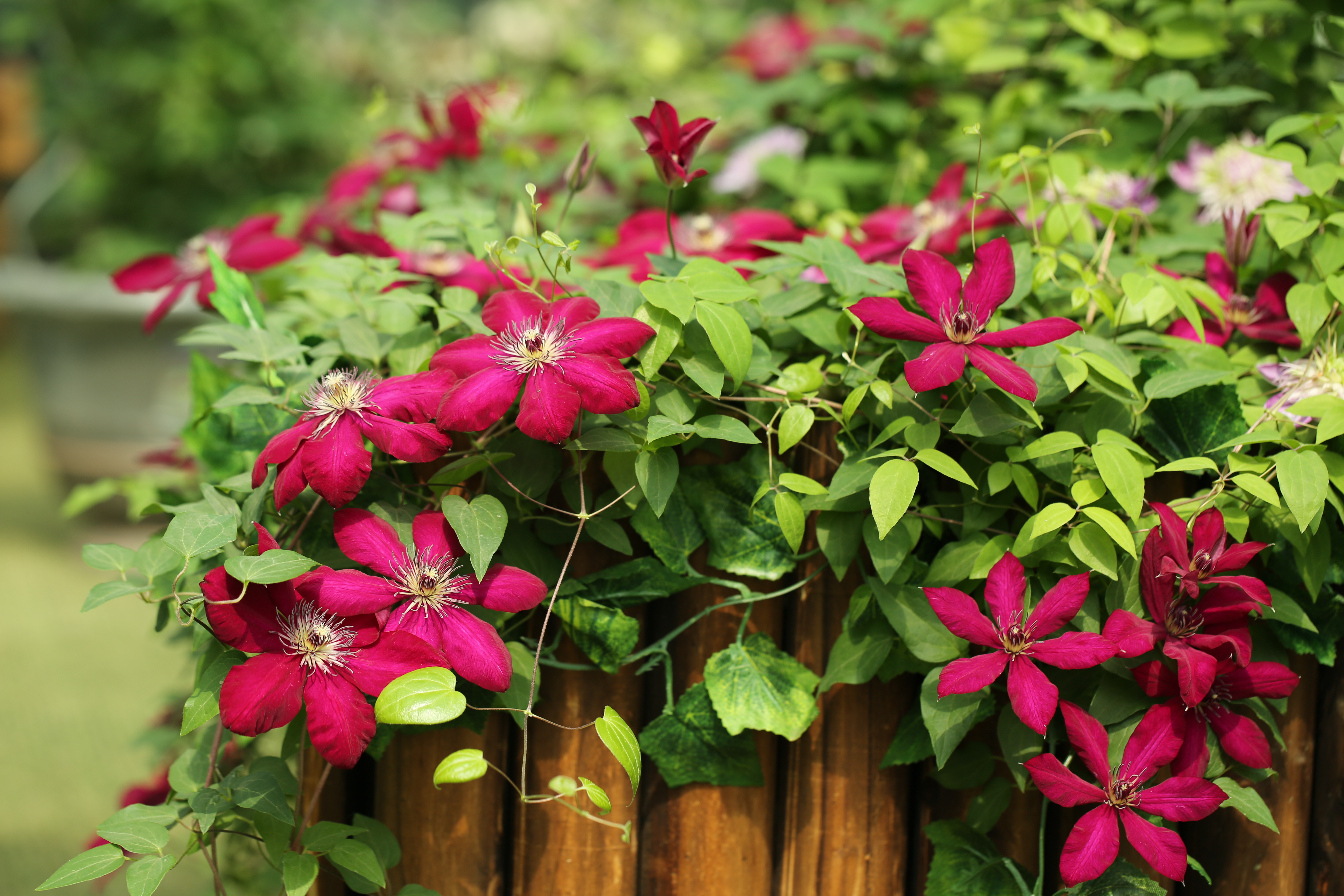 永盈彩票首届&ldquo;藤本皇后&rdquo;铁线莲展