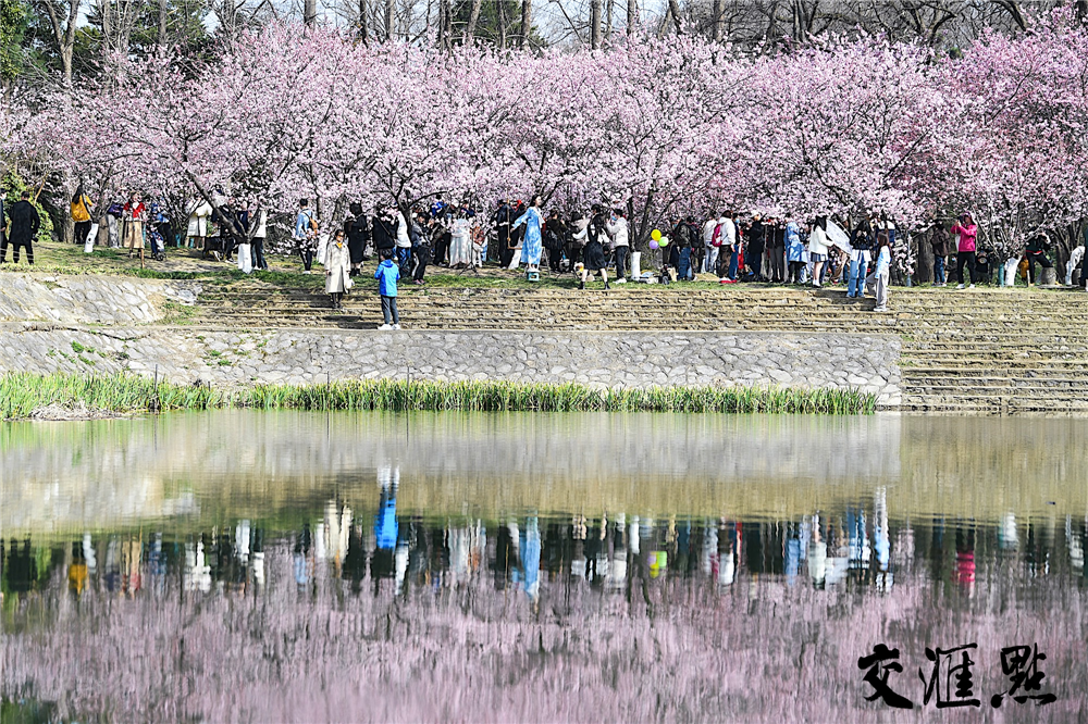 桃李杏梅or樱花，傻傻分不清？永盈彩票专家教你一招辨认