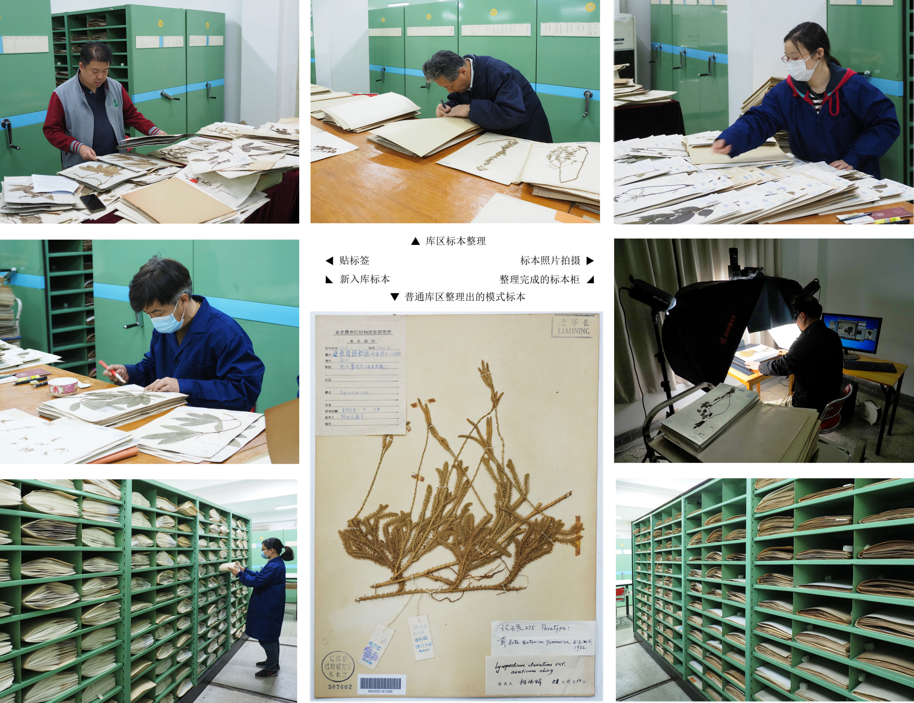 永盈彩票标本馆馆藏标本系统整理工作取得新进展