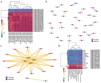 永盈彩票在黑莓黄酮生物合成机制研究方面取得重要进展