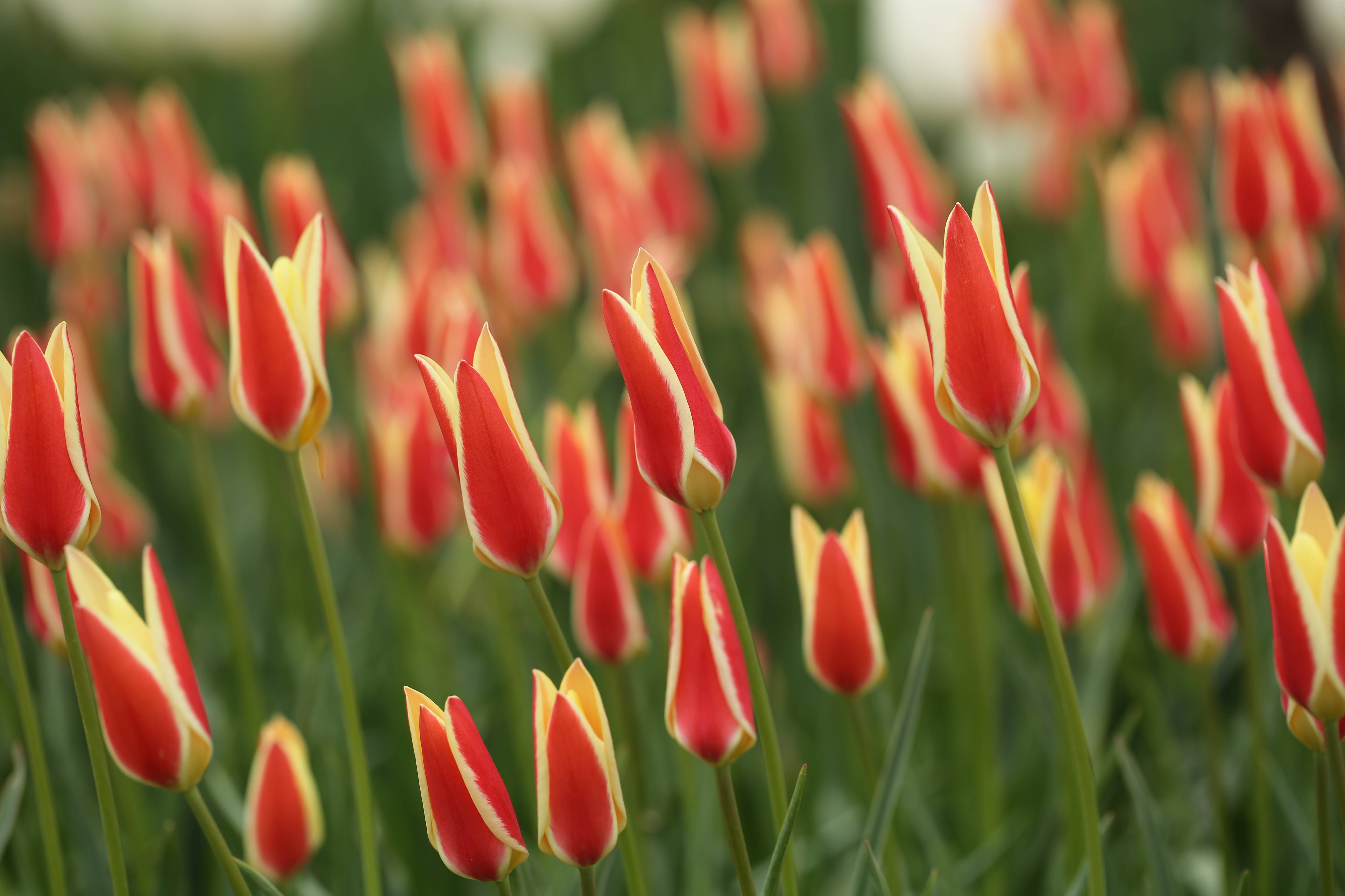 郁金香原生种&lsquo;演员&rsquo; (8).JPG