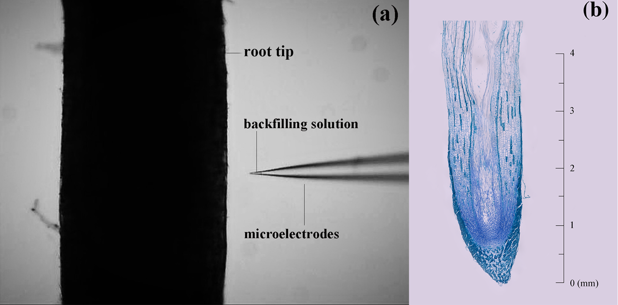永盈彩票在落羽杉属植物氮吸收特征研究方面取得阶段性进展