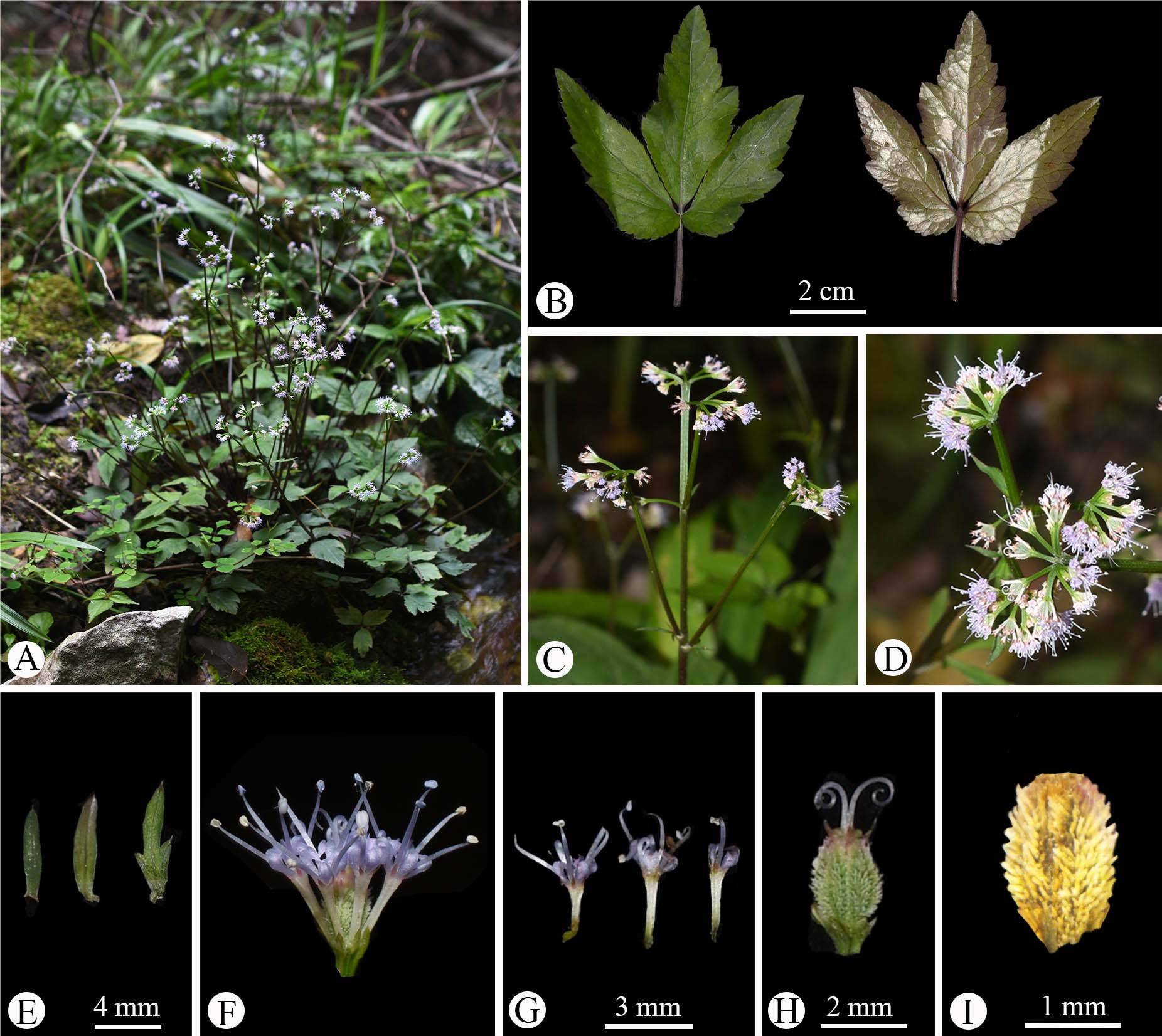永盈彩票在伞形科变豆菜属分类学研究方面取得重要进展