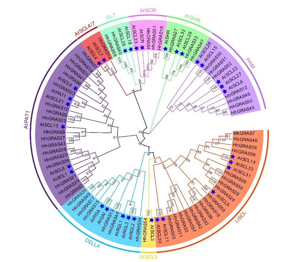 永盈彩票在海滨木槿GRAS基因家族鉴定上取得阶段性进展