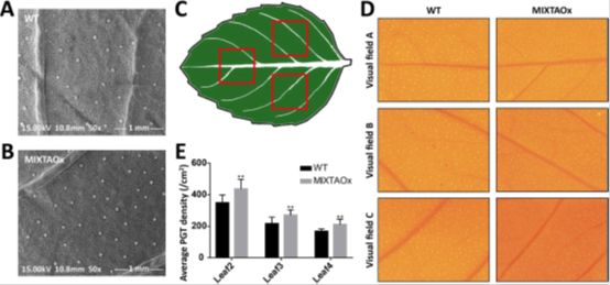 永盈彩票在薄荷腺毛发育调控研究方面取得新进展