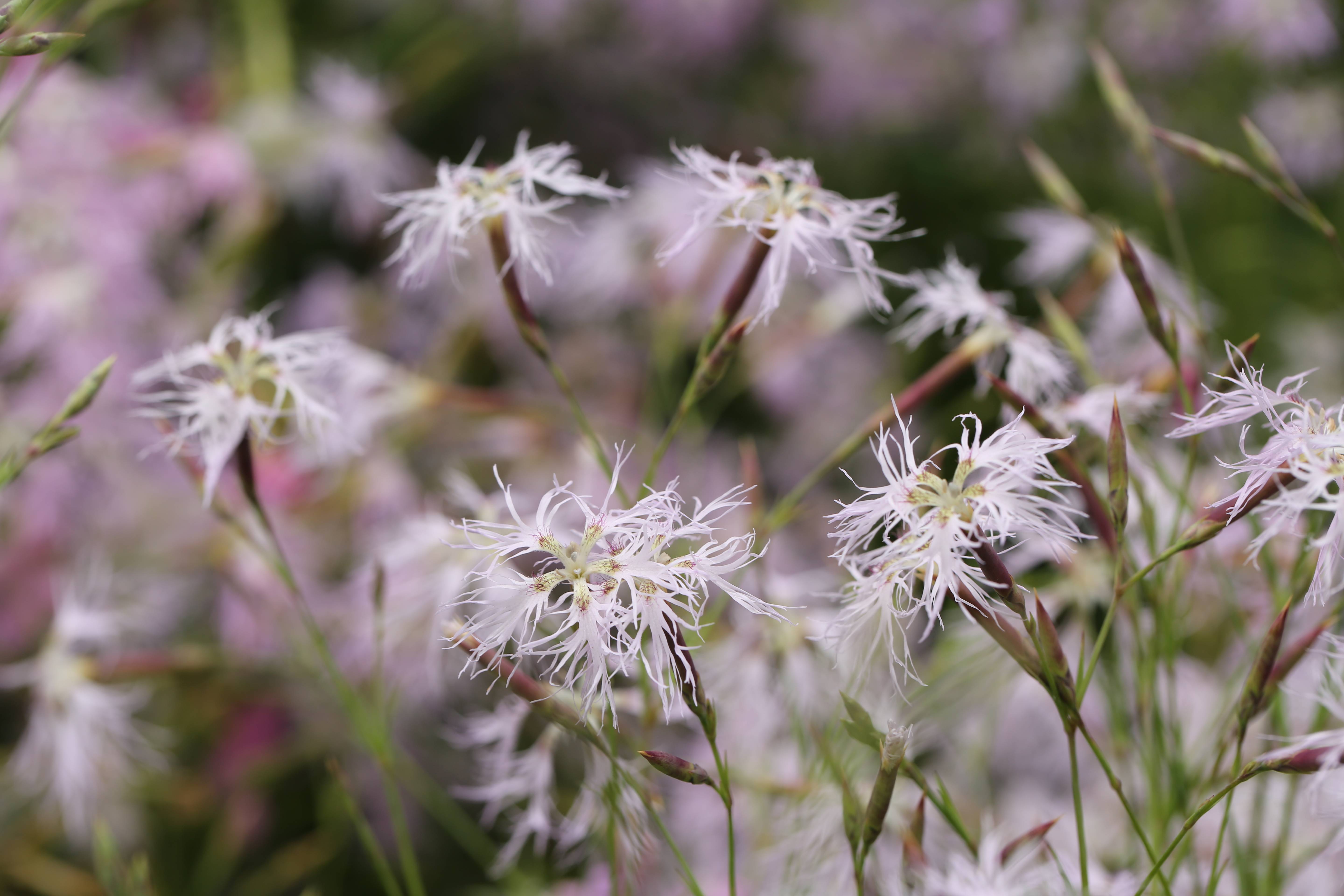 瞿麦；麝香石竹 (1).JPG