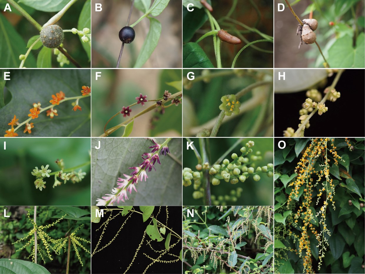 永盈彩票在薯蓣科系统演化研究方面取得新进展
