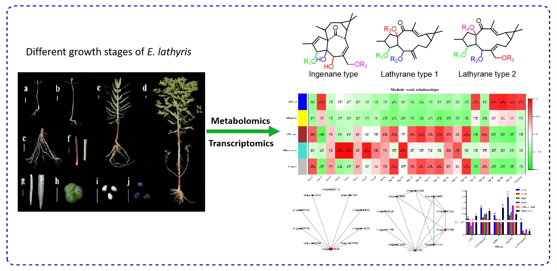 永盈彩票在大戟大环二萜生物合成研究方面取得新进展
