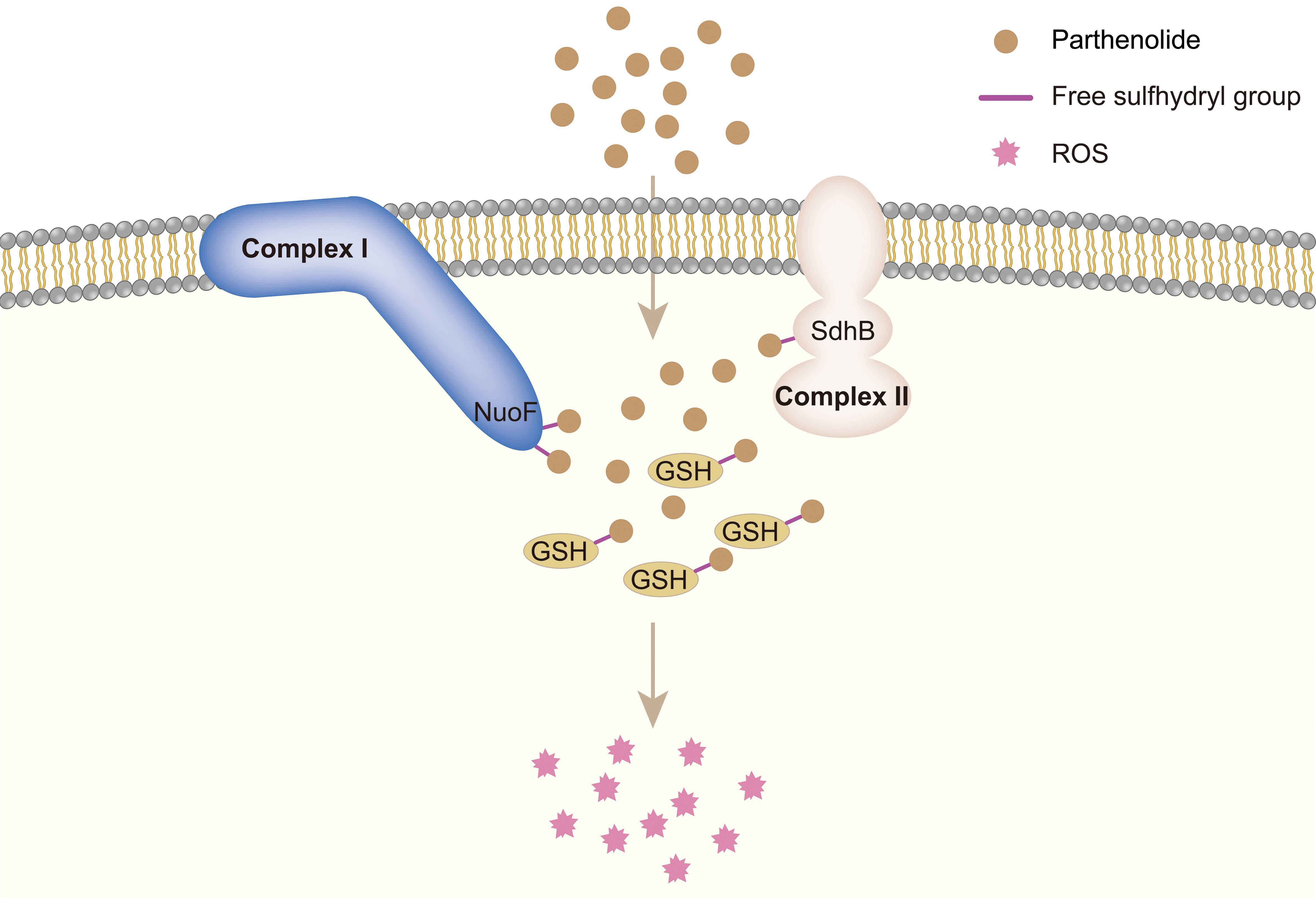 永盈彩票在倍半萜内酯化合物抑菌机制研究方面取得新进展