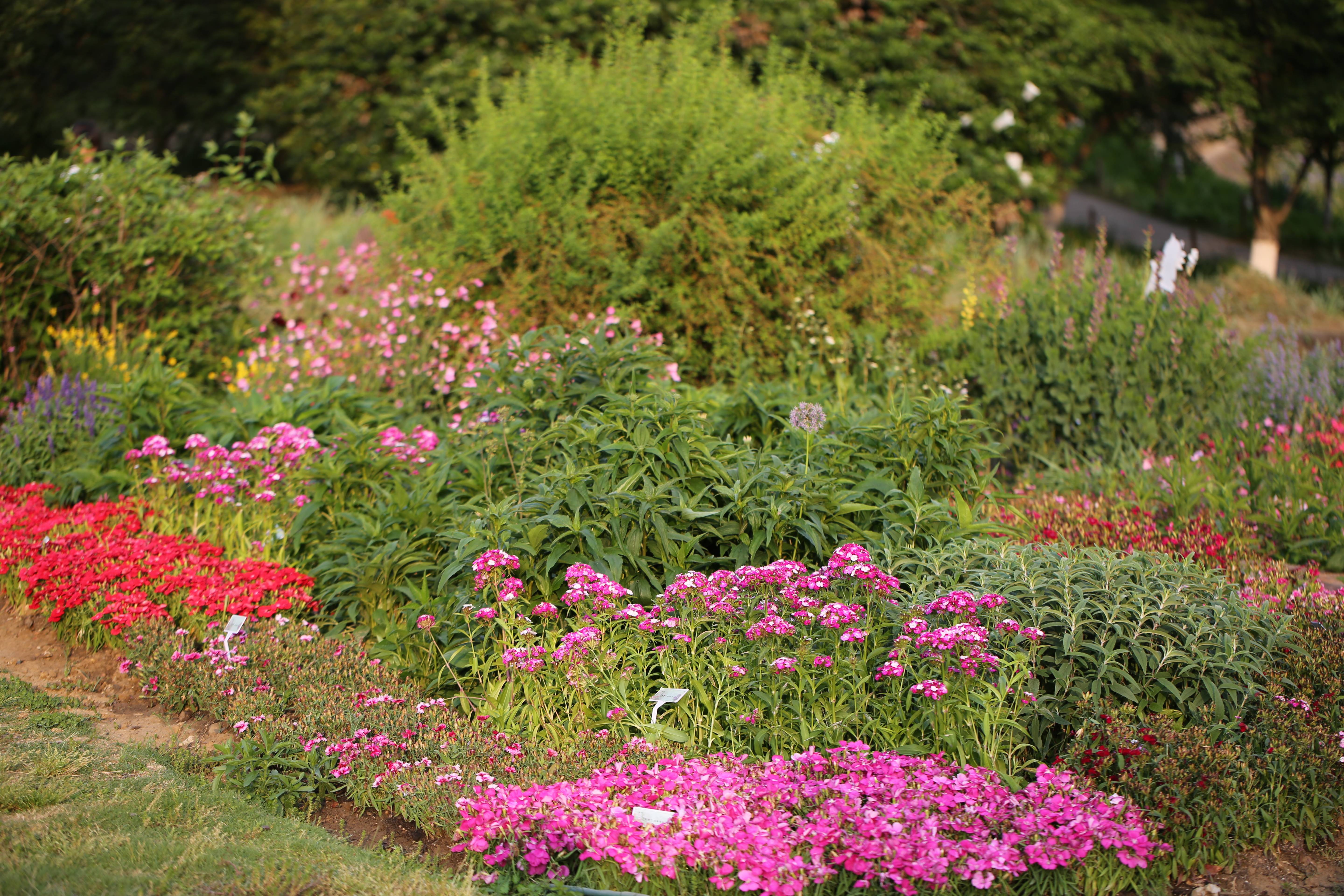 球宿根花卉园石竹展 (7).JPG