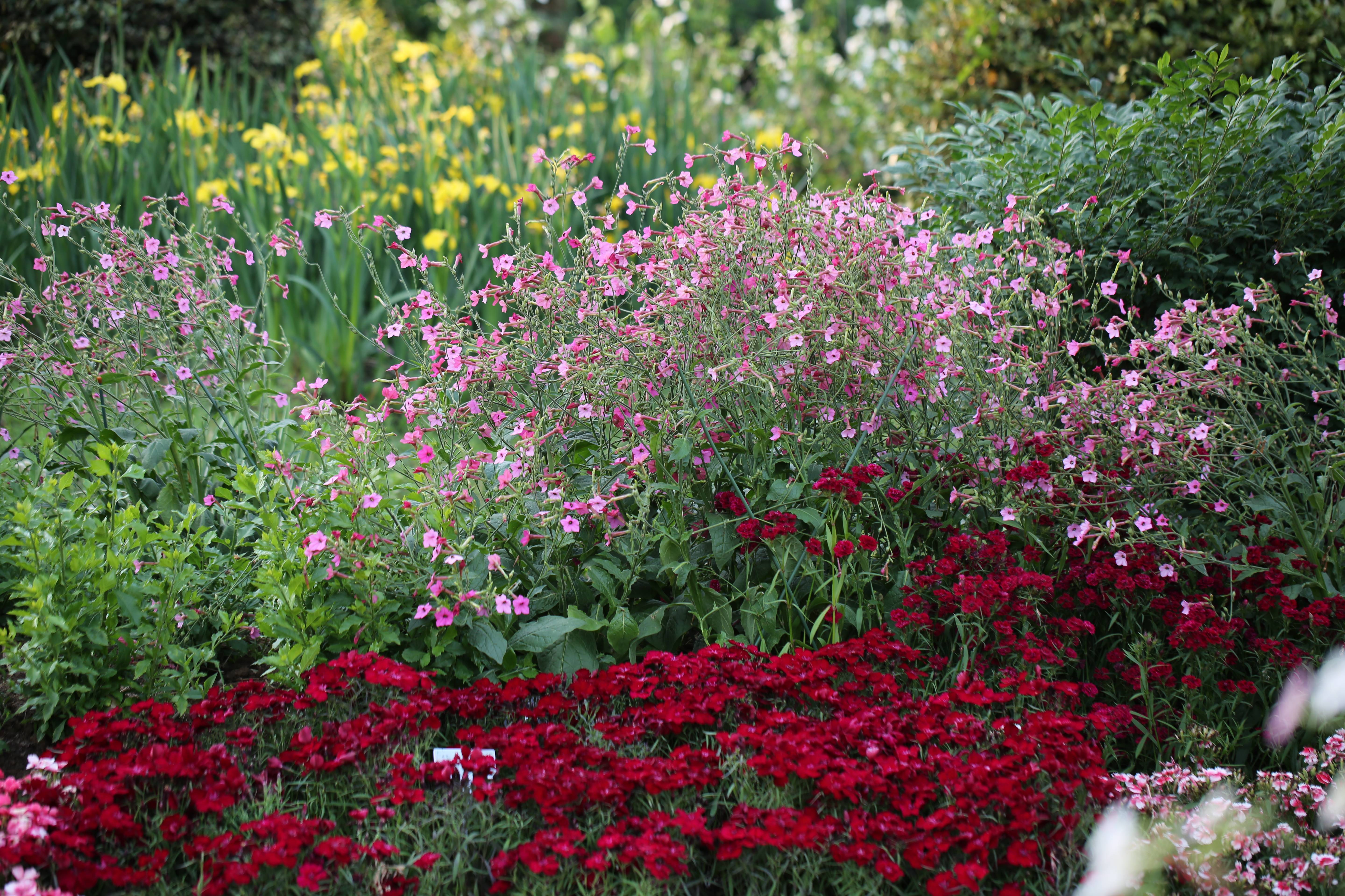 球宿根花卉园石竹展 (3).JPG