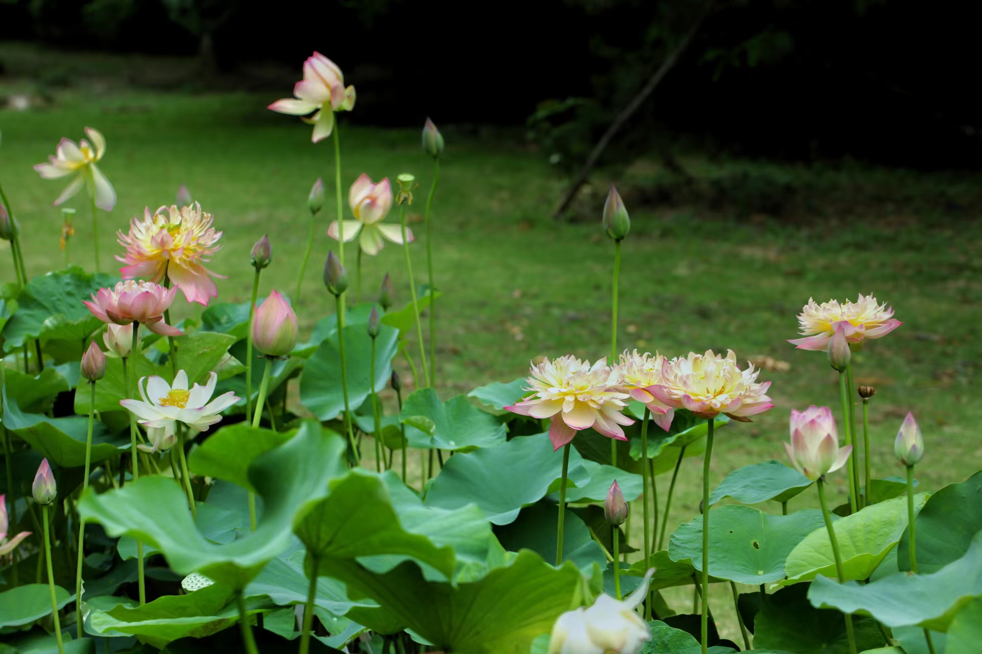永盈彩票首届荷花新品种展