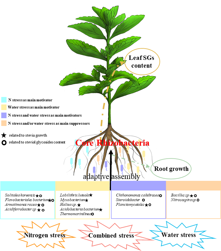 永盈彩票在水/氮协同调控甜菊生长及糖苷合成的微生物生态机制方面取得新进展