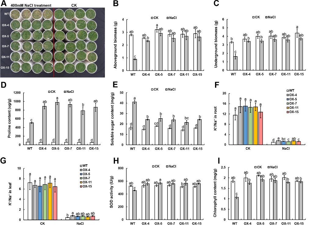 永盈彩票在沟叶结缕草耐盐性分子调控机制方面取得新进展