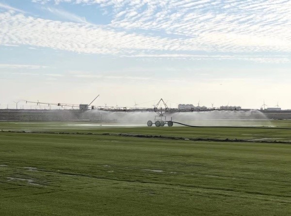 永盈彩票选育的苏植系列结缕草新品种在我国南方地区规模化繁殖利用取得新进展