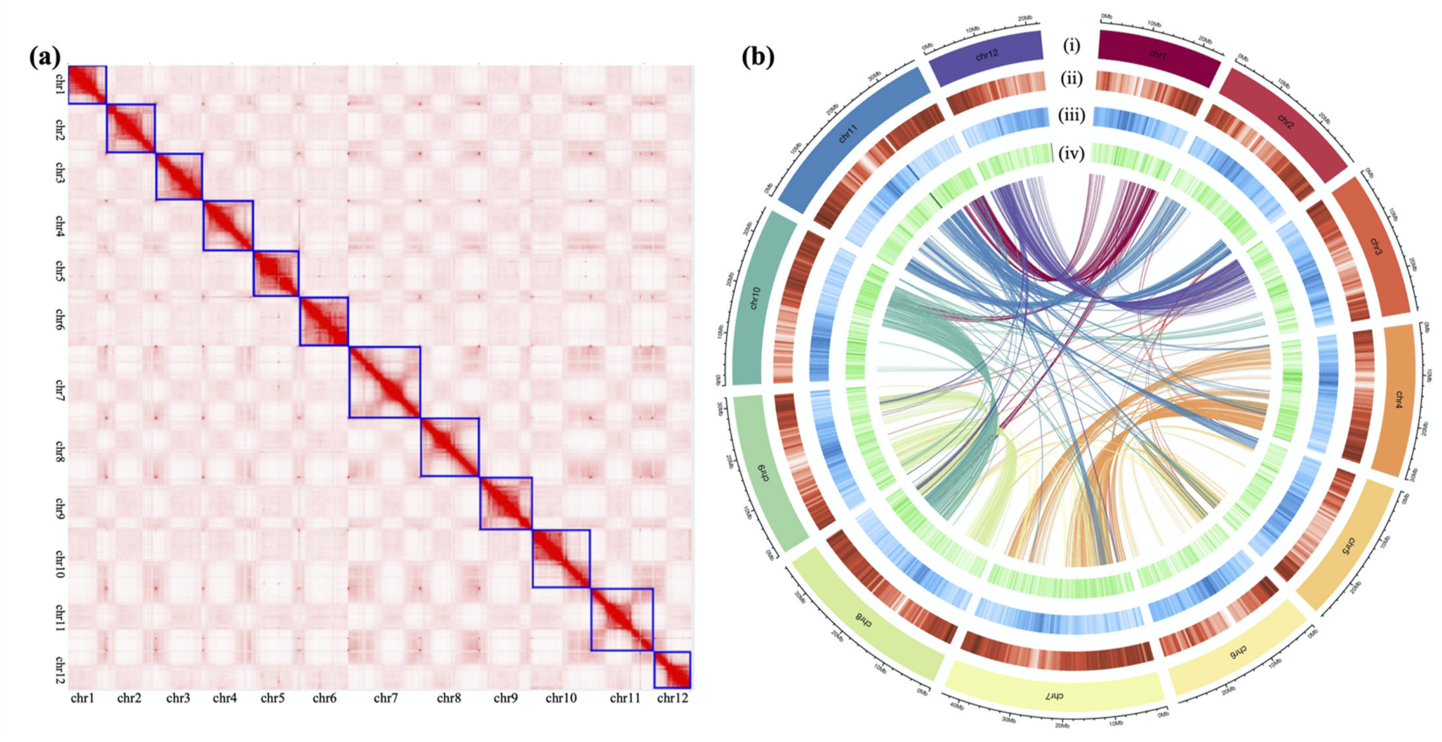 永盈彩票在植物抗病基因的起源与演化、地方特色作物基因组学研究方面取得新进展