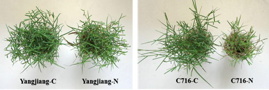 永盈彩票在狗牙根耐低氮机制研究方面取得新进展