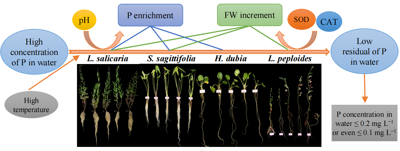 永盈彩票在水生植物及其资源化在环境污染物处理研究方面取得系列进展