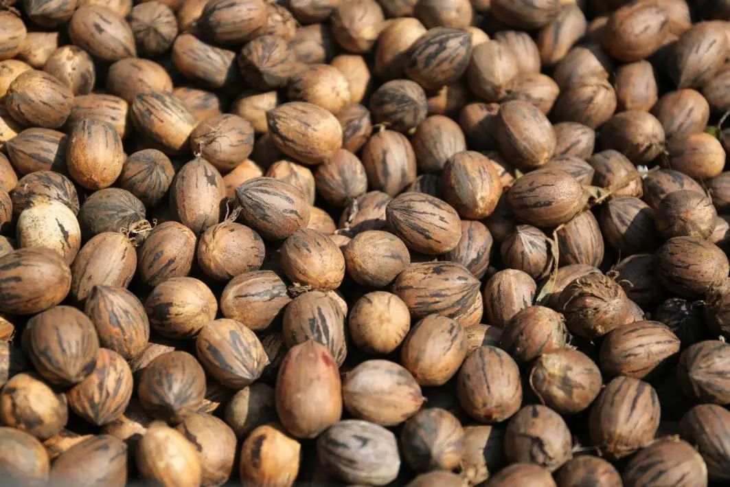 薄壳山核桃展│ 揭秘小松鼠的&ldquo;宝藏&rdquo;