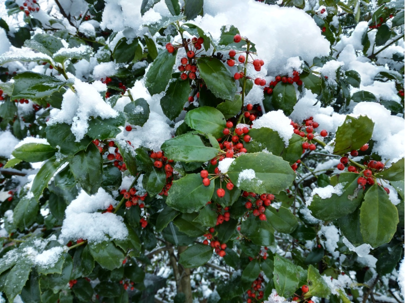 永盈彩票在冬青属植物质体基因组比较分析及耐寒机制研究中取得新进展