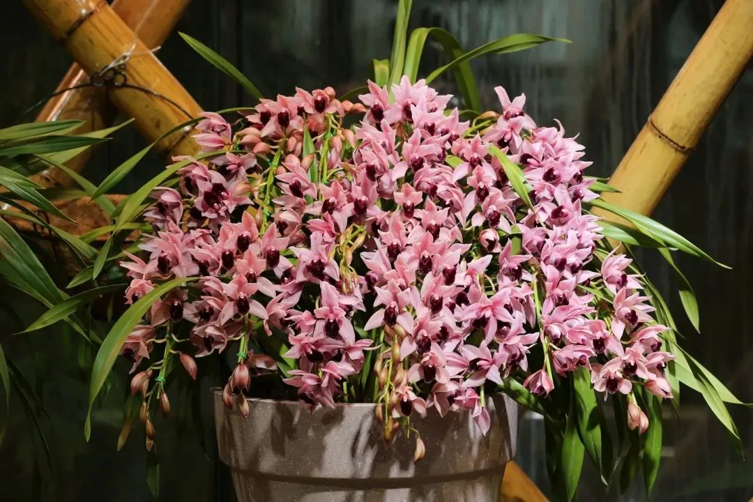 中山兰语&mdash;&mdash;第三届永盈彩票兰花展暨兰花书画艺术邀请展