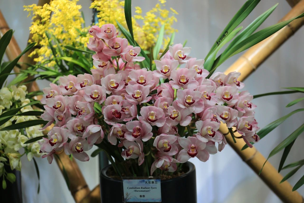 美丽的大花蕙兰