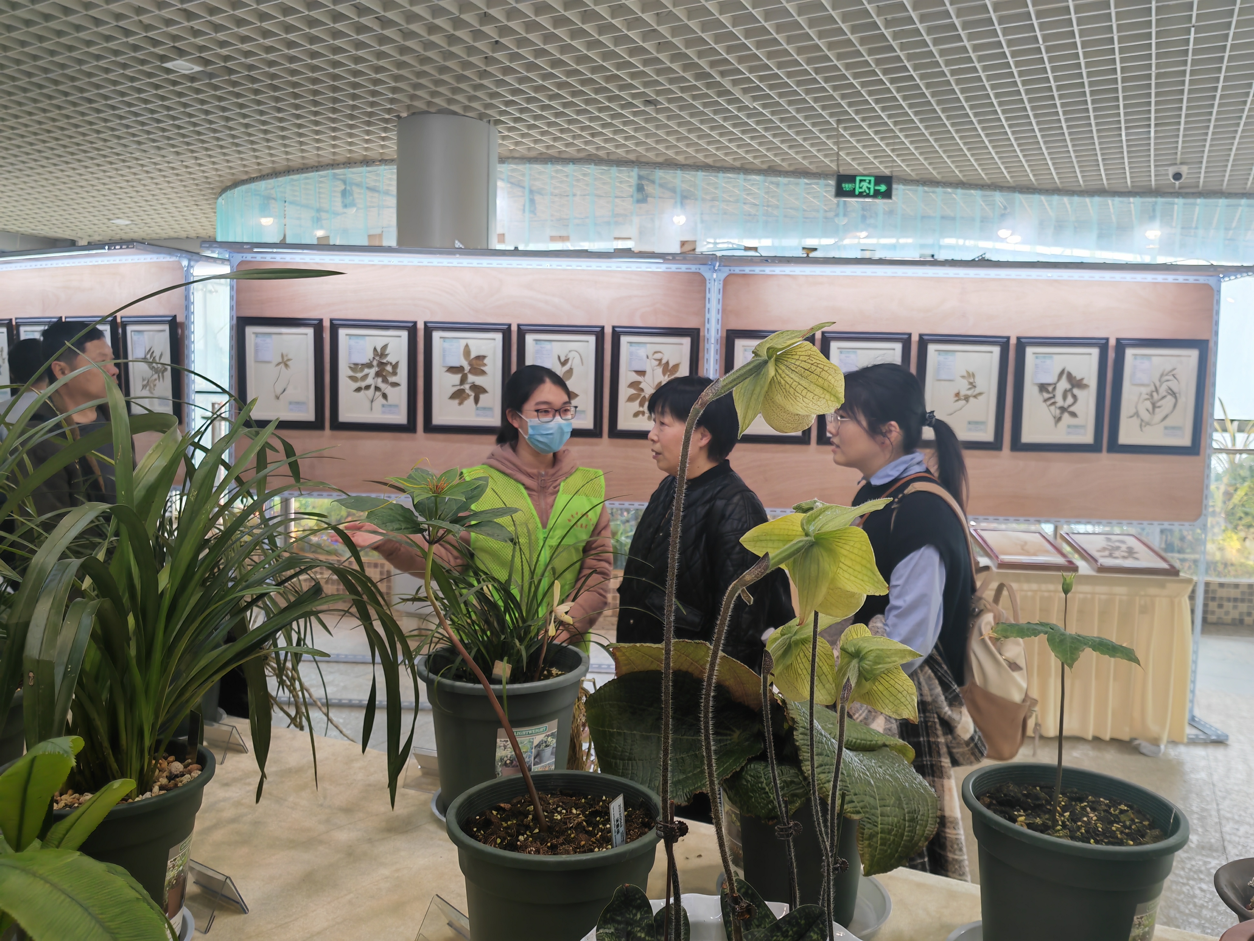 学雷锋：永盈彩票科技志愿团队守护珍稀濒危植物