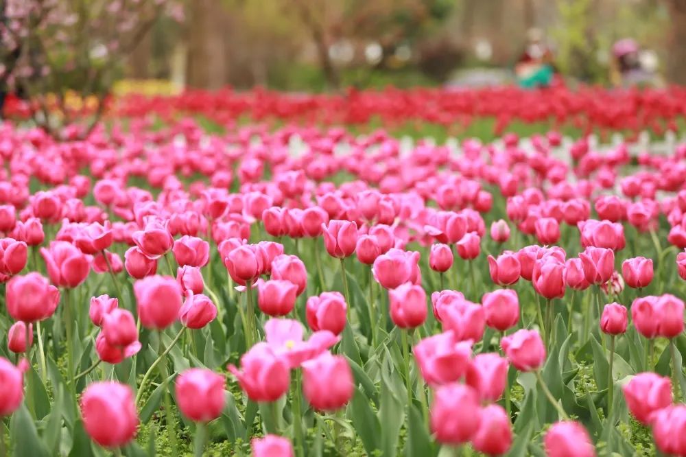 来看这一片花海
