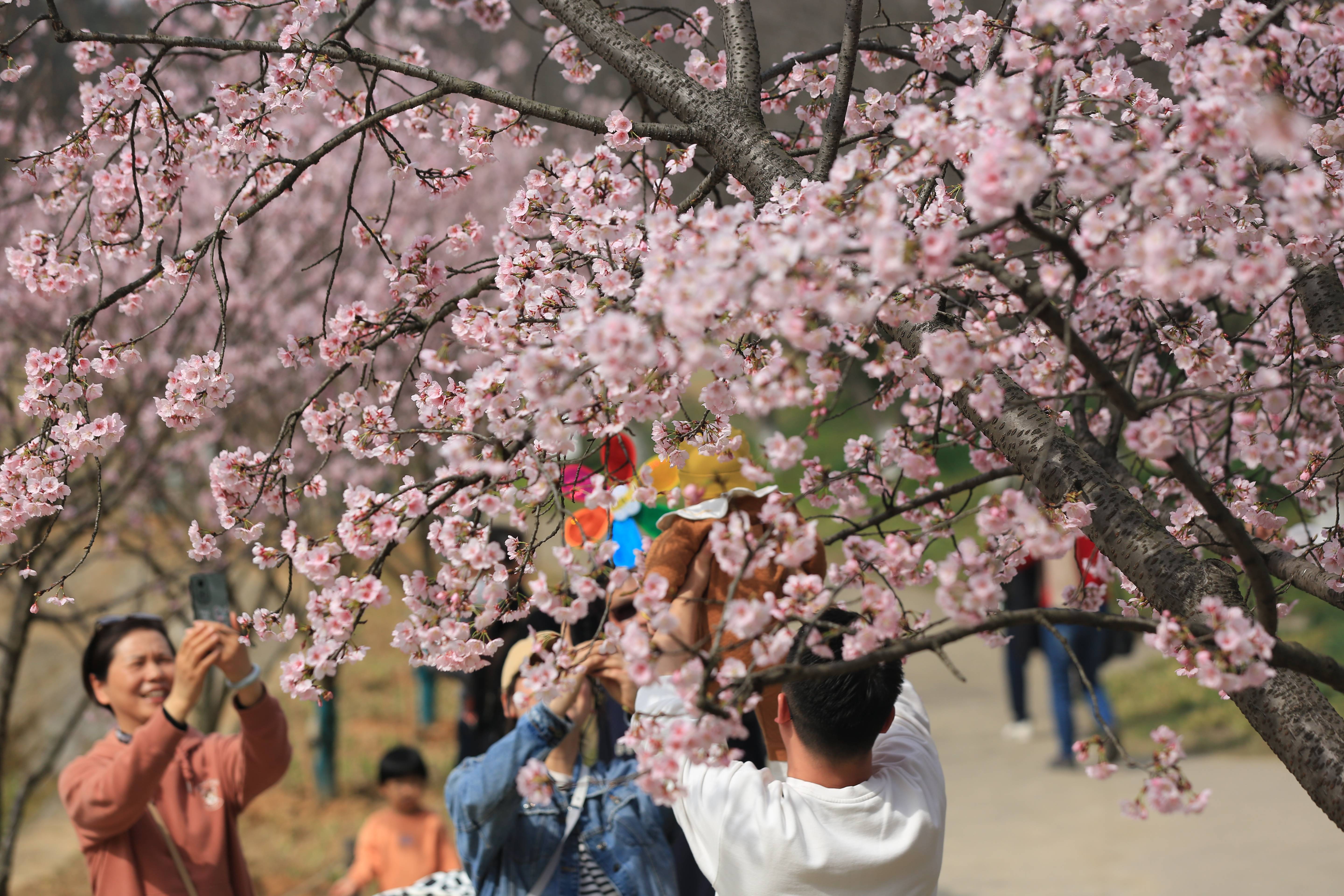 一期一会 樱花始开