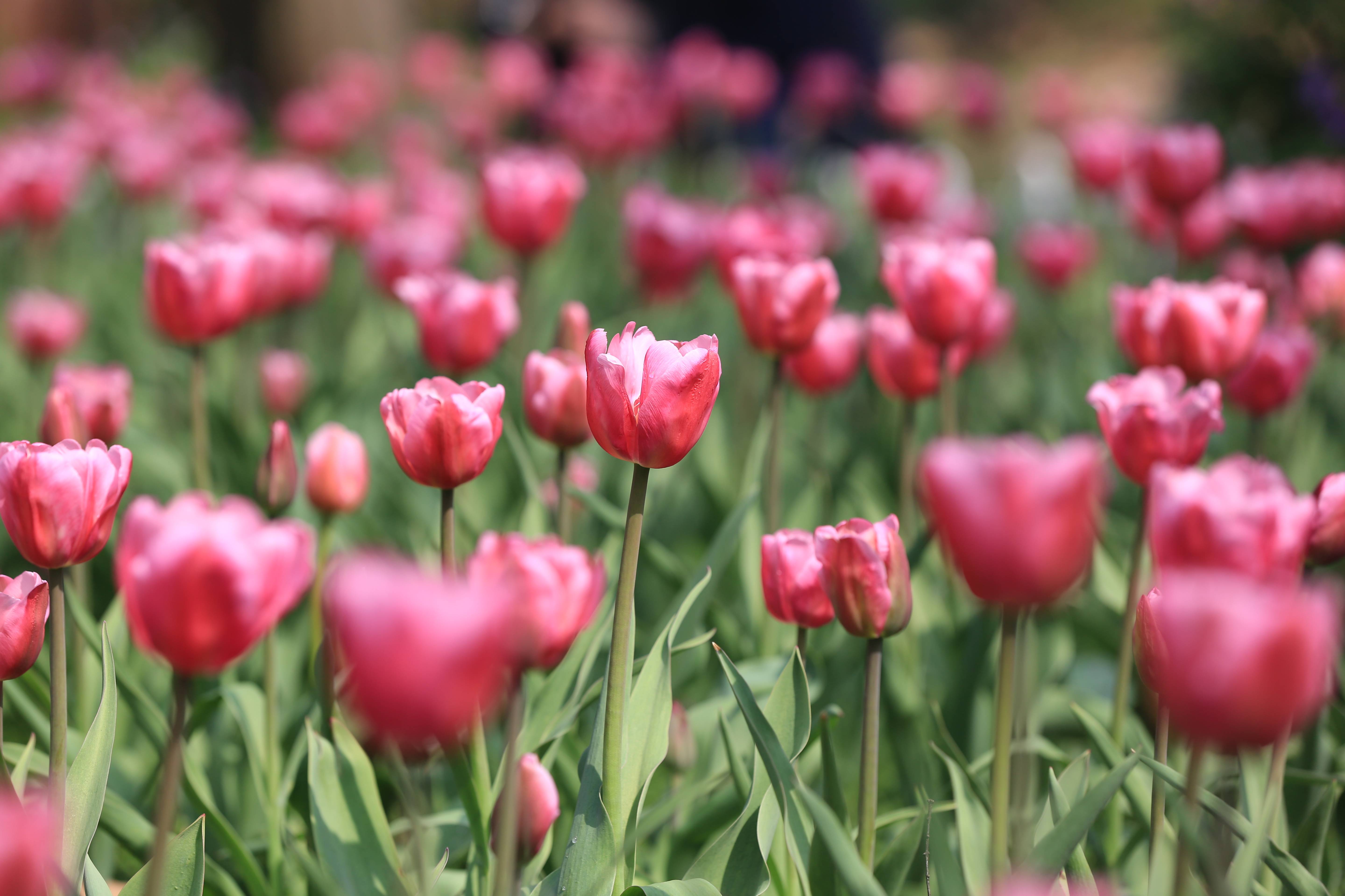永盈彩票郁金香开始绽放|花海如期登场